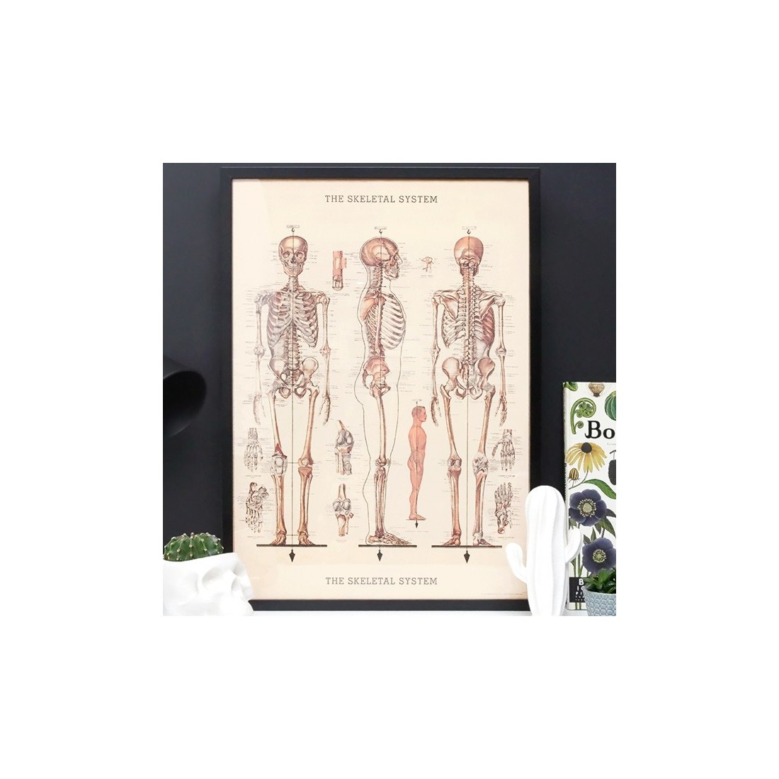 Anatomical vintage art print / poster Cavallini &amp; Co.