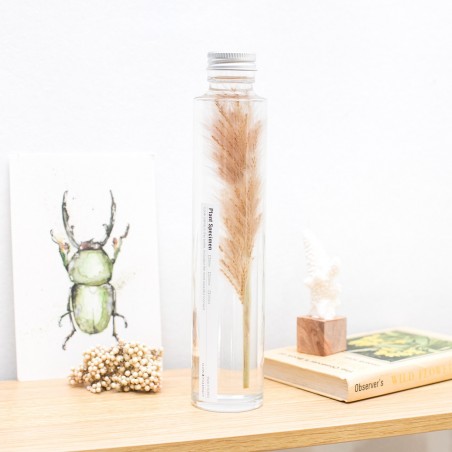 Plante immergée en flacon - Slow Pharmacy (Spécimen 26)