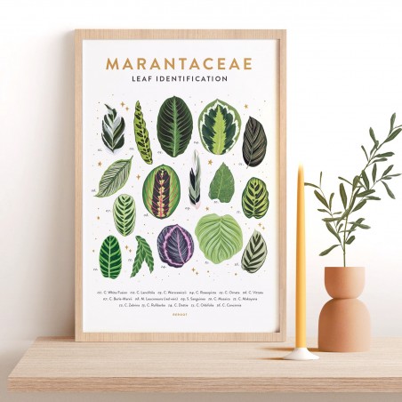 Affiche - Marantaceae
