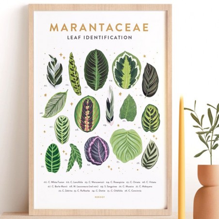 Affiche - Marantacaea