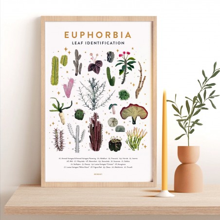 Affiche - Euphorbia