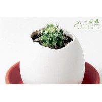 Eggling - cactus
