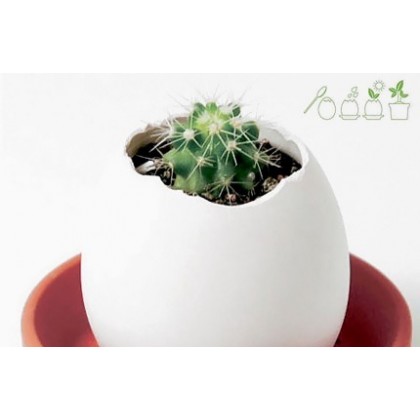 Plante à faire pousser - Eggling cactus
