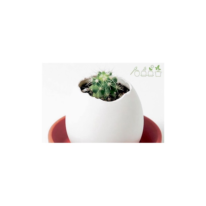 Eggling - cactus