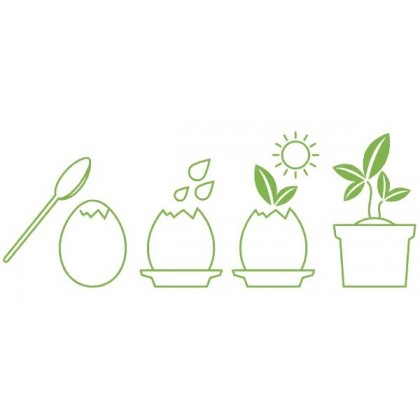 Plante à faire pousser - Eggling cactus