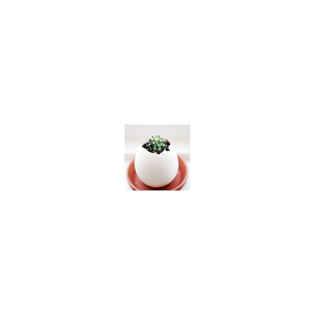 Eggling - cactus
