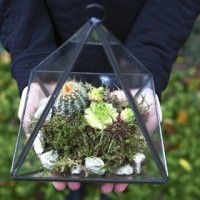 Black pyramid terrarium
