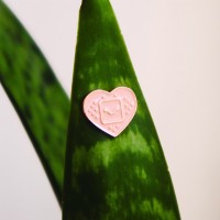 Set de décos pour plante - Plant magnets (pansements)