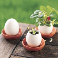 Eggling - wild strawberry