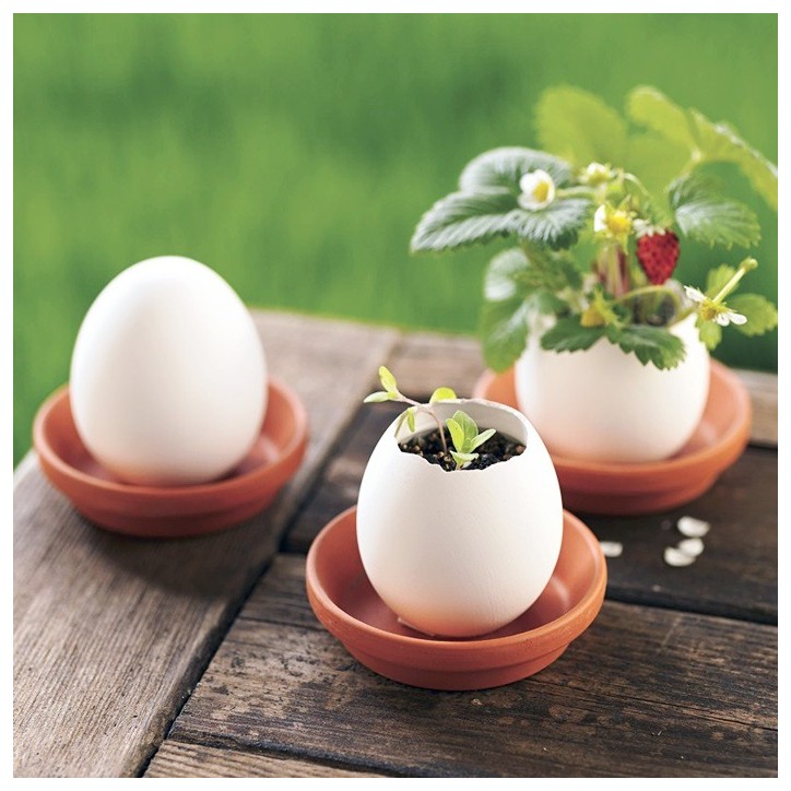 Eggling - fraises des bois