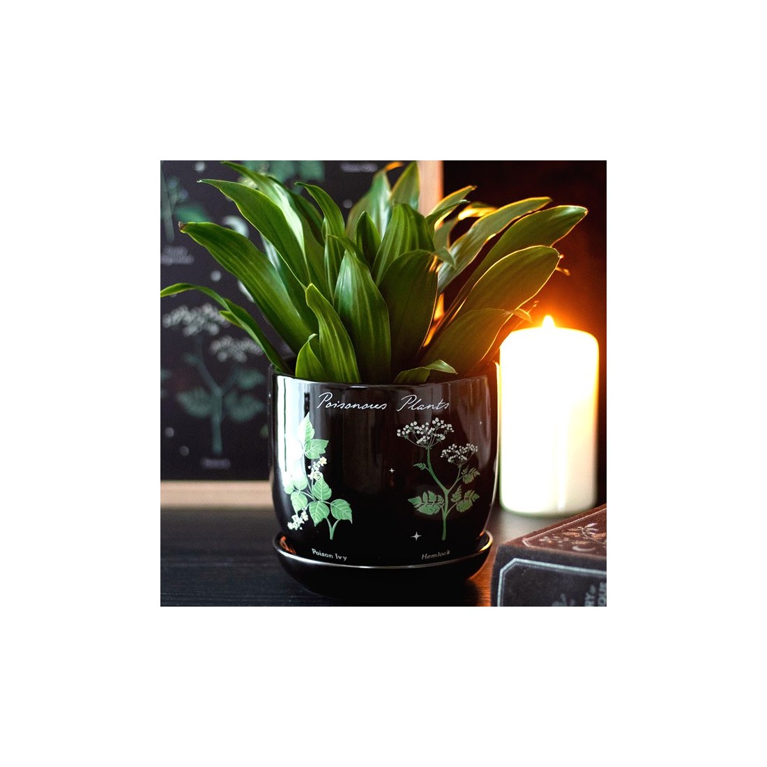 Planter - Library of poisonous plants