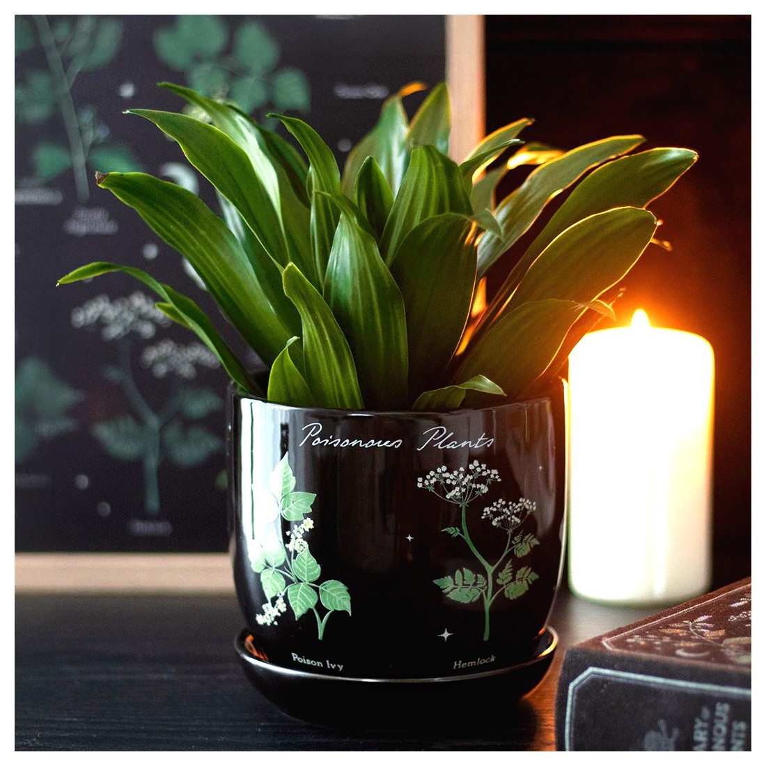 Planter - Library of poisonous plants