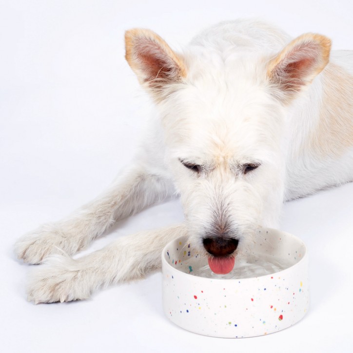 Set de gamelles chat ou chien - New party confetti - blanc