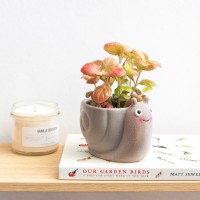 Mini cache-pot - Escargot