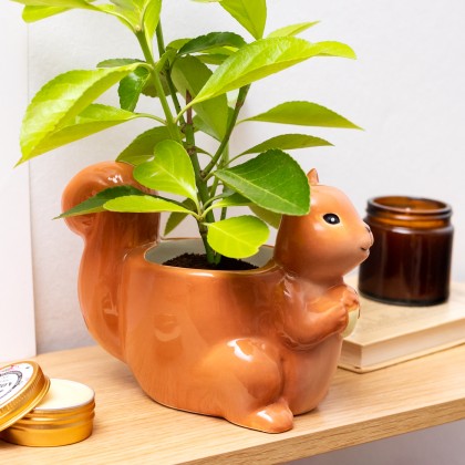 Petit cache-pot - Écureuil
