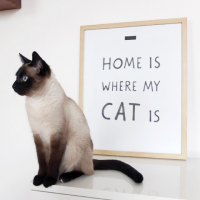 Where my cat is