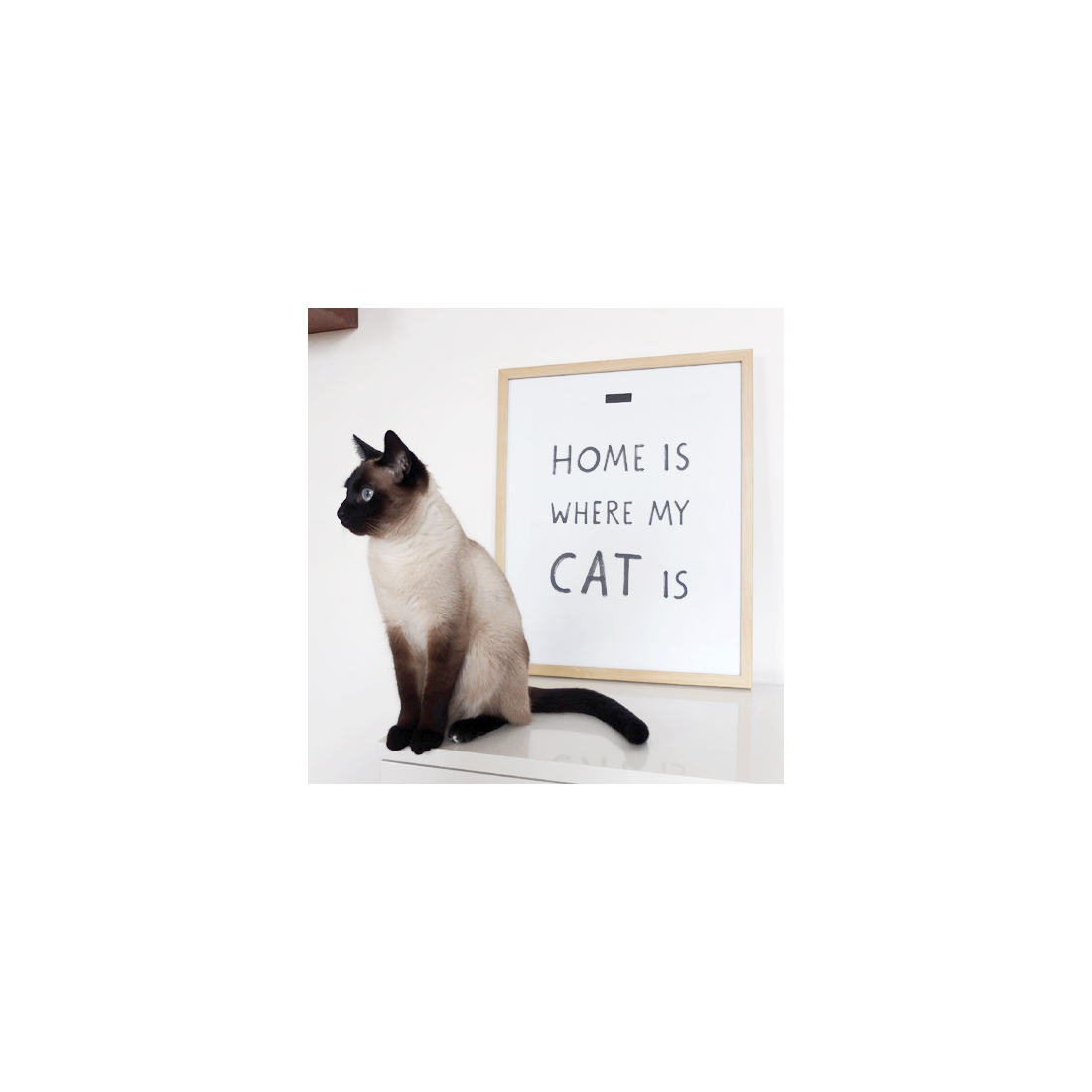Where my cat is
