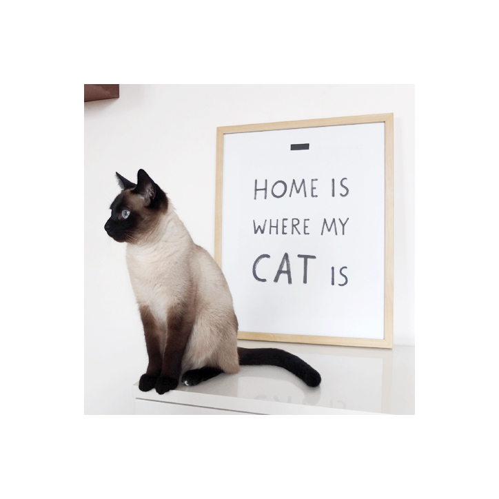 Where my cat is